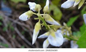 Image result for Pseudovigna