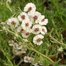 Image result for Eriocephalus microphyllus