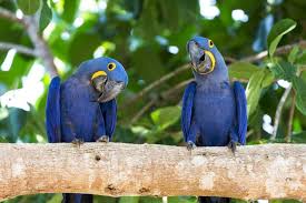 Blue Birds You Can Have As Pets The 5 Smartest Birds You Can Keep As Pets Pantanal Macaw Pet Birds