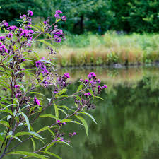 Image result for Vernonia kirkii