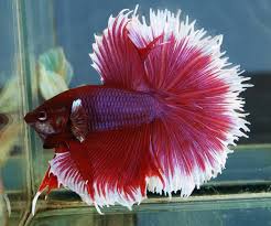 Half moon,crowntail, dumbo ears are all the characteristics of a male betta. The Betta Fish Zone