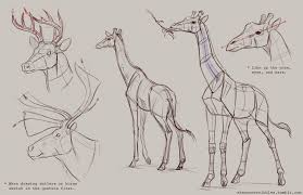 Scribbles Giraffe Drawing Elephant Anatomy Animal Drawings