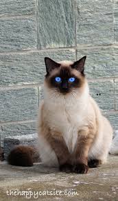 The names are a mixture of different things but include given names, places in thailand, and things like flowers, gemstones, money, and warriors' names. 200 Best Siamese Cat Names For Your Kitten