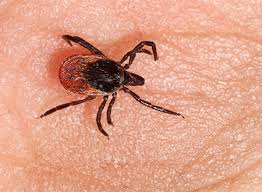 Myelitis and spinal paralysis also occurs. Tick Borne Encephalitis Tbe Vaccinestoday