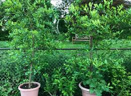 Squeeze half a lime, or lemon, onto every 4 or 5 handfuls of your favourite seeds and nuts. Repotting Kaffir Lime Petals And Wings