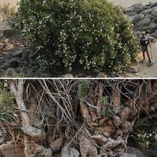 Image result for Syzygium komatiense