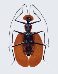 Lady Insects 5 Jpg 570 730 Pixels Insect Photography Insects Insect Art