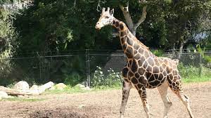 It bowed about ninety degrees between her both the vertebrae, i.e., c3 and c4. Gemina The Giraffe With A Mysteriously Crooked Neck Mental Floss