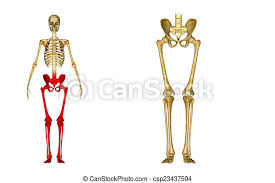 Splits the upper from the lower body. Skeleton Legs The Human Leg Is The Entire Lower Extremity Or Limb Of The Human Body Including The Foot Thigh And Even The Canstock