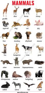 Mammals List Of Mammals In English With Esl Picture Esl Forums Animals Name In English Mammals List Of Animals
