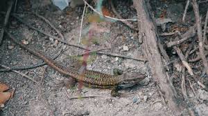 Their body is marked with six light yellow or cream stripes and a few relatively light spots. Tenerife Lizard Stock Video Footage 4k And Hd Video Clips Shutterstock