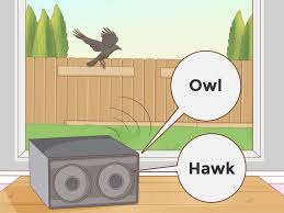 I want to feed and have crows in my yard ! How To Get Rid Of Crows 15 Steps With Pictures Wikihow