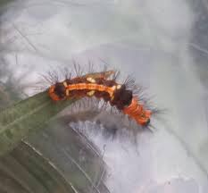 Image result for Millettia eetveldeana