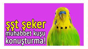 sst seker sey kus konusturma kaydi youtube