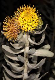 Image result for Leucospermum