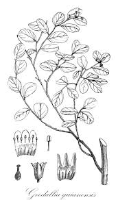 Image result for Synandrodaphne paradoxa