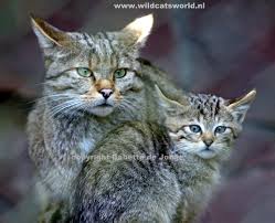 It can also pierce reptile shells and armor with its. European Wildcat Felis Silvestris Silvestris Wild Cats Magazine