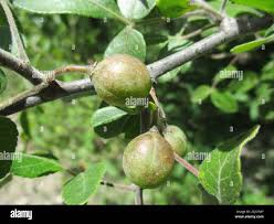 Image result for Commiphora angolensis