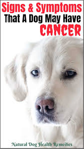 Other symptoms include weight loss, lethargy, vomiting. Symptoms Of Dog Cancer Be Aware Of These Signs