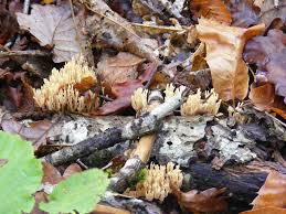 Image result for Ramaria stricta
