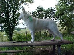 Their white german shepherd puppies are born in our home & constantly touched & cared for by our 5 children. Honeyhill Kennel Home Of White German Shepherds