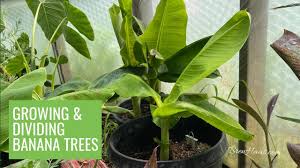 We did not find results for: Growing And Dividing Truly Tiny And Dwarf Cavendish Banana Trees Youtube