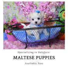 Bichon, maltese puppies, maltese dogs, maltese puppy, maltese pups, puppys, maltese pets, stuffed animal. Teacup Maltese Puppy Size Guaranteed Licensed Breeder Texas