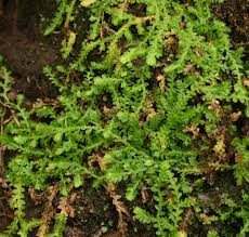 Image result for Selaginella perpusilla