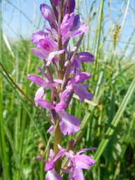 Image result for Summerhayesia