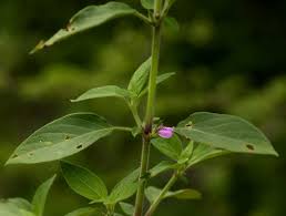 Image result for Justicia heterocarpa