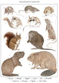 planche naturaliste rongeurs du limousin alicia penicaud illustrations en 2021 animalieres rongeur dessin d animal livre de coloriage app requin