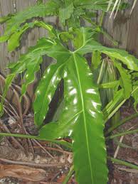 Image result for Afrosciadium