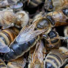 Apiexpert—apicultura de la pasiune la profesie. Matci Caucaziene Imperecheate Natural Apis Donau