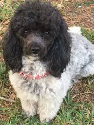 We have 4 available and will be ready may 13th, 2021 for their forever homes. Toy Parti Poodles For Sale Near Me Online Shopping