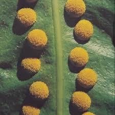 Image result for Microsorum pappei