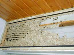 Ein wespennest im rollladenkasten ist ein weit verbreitetes problem und vor allem gefährlich für menschen. Kostenfrage