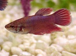 Red Purple Betta Fish Betta Siamese Fighting Fish