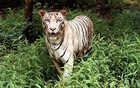 White tiger qigong, chiang mai, thailand. White Tiger Animal Facts Panthera Tigris Tigris Az Animals