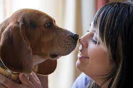 Home central healthcare is one of the leading pet care service providers in tennessee. Pet Sitters And Walker Services Home Central Healthcare