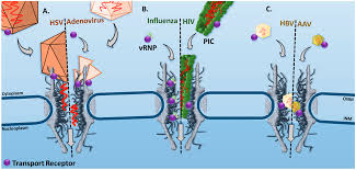 Image result for Blue 1999 AAV