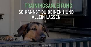 So bleibt der hund trotzdem alleine zuhause. So Kannst Du Deinen Hund Allein Lassen Anleitung