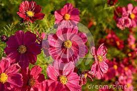 Cosmos Flowers Bloom Luxuriantly Stately Flat Open Multicolored Baskets Both Leaves And Flowers Are A Decorative Cosmos Flowers Annual Flowers Autumn Garden