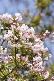 These flowering cherry tree are customizable and available in all plant varieties. Pin On Gardening In N C