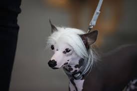 Chinesischer schopfhund standard, bücher über chinesische schopfhunde, herkunft des chinesischen schopfhundes, welpen von kleinhunden und nackthunden midnight. Rassestandard Chinesischer Schopfhund Chinese Crested Dog Aci E V