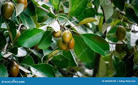 Image result for Manilkara kauki