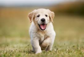 Golden retriever puppies ny nj. How Much Is A Golden Retriever Puppy Price Ownership Costs Marvelous Dogs