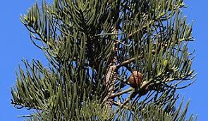 Image result for Araucaria columnaris