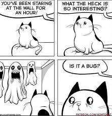 Have you ever walked into a room to find your cat staring at a wall? Pin By Katy Johnston On Meow Meows Memes Funny Comics Funny
