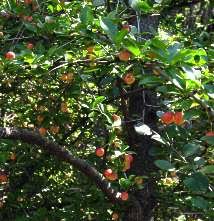 Image result for Gymnosporia mossambicensis