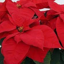 10 Pretty Plants You Didn T Know Were Poisonous Pretty Plants Plants Poinsettia